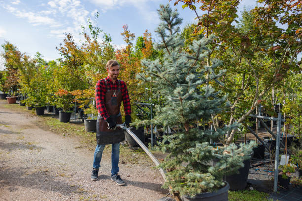 Best Tree Health Inspection  in Vado, NM